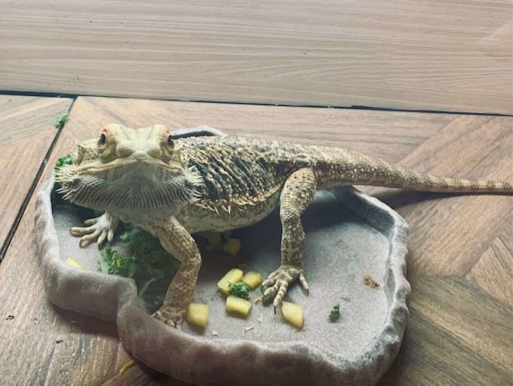 Bearded Dragon Pet