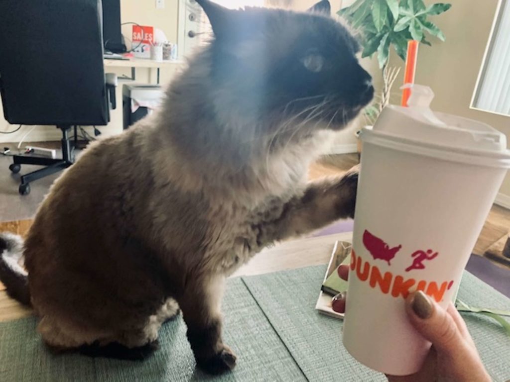 Cat with Dunkin